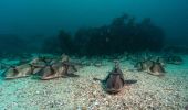 Port Jackson sharks at Shelly Beach, Northern Beaches. Image Credit: Pete McGee