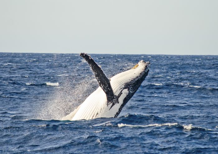 Whale watching, Sydney Harbour Spot a whale, Sydney Harbour