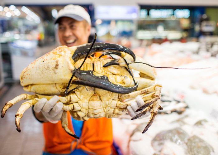 King Crab, Sydney Fish Market Fishmonger holding a giant king crab at Sydney Fish Market in Pyrmont, Sydney City