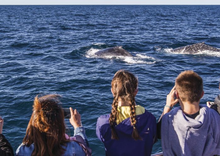 Whale Watching Sydney Family enjoying a day of whale watching off-shore Sydney