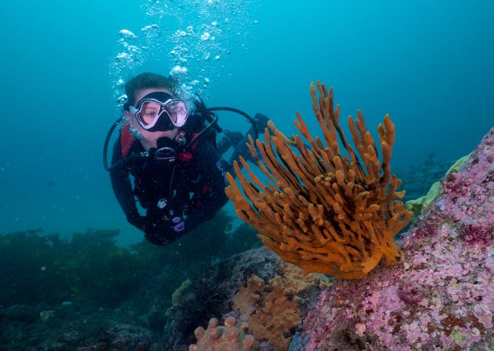Coral reefs, Kurnell A scuba diver exploring soft coral reefs, Kurnell