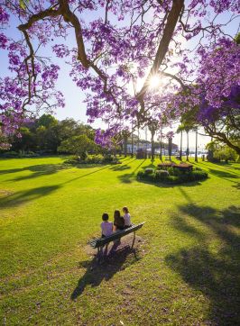 Jacaranda trees in full bloom in Milson Park, Kirribilli