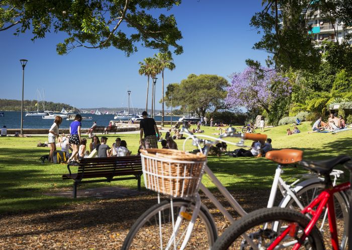 Jacarandas in Spring bloom, Sydney