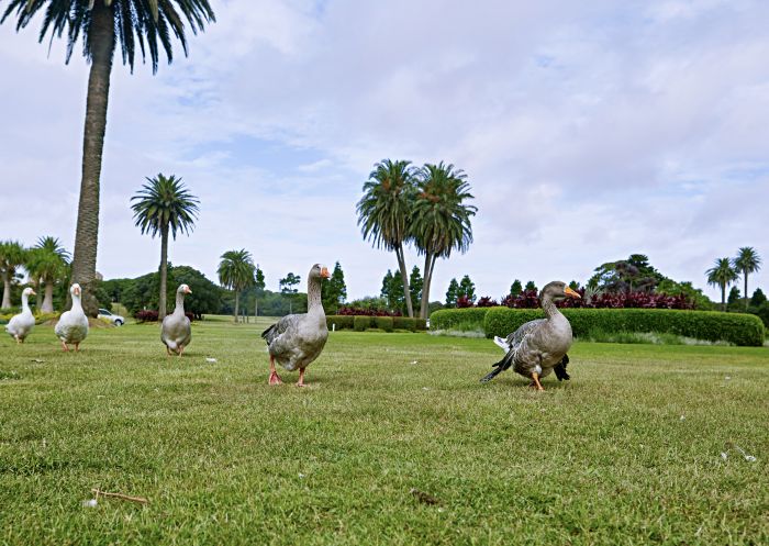 Resident ducks waddling across the lawns in Centennial Parklands, Moore Park