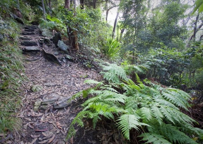 Palm Jungle Loop track, Royal National Park