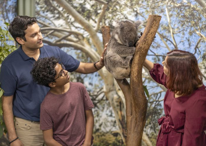 Family enjoying a koala encounter at Featherdale Wildlife Park, Doonside in Sydney's west