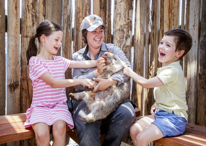 Children enjoying a wombat encounter at Sydney Zoo, Bungarribee in Western Sydney