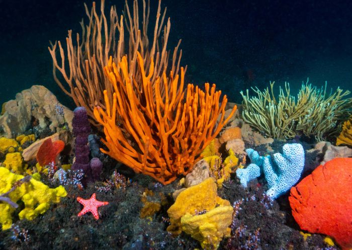 Bare Island Sponge Garden. Image Credit: Pete McGee Photography