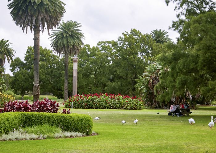 Resident ducks waddling across the lawns in Centennial Parklands