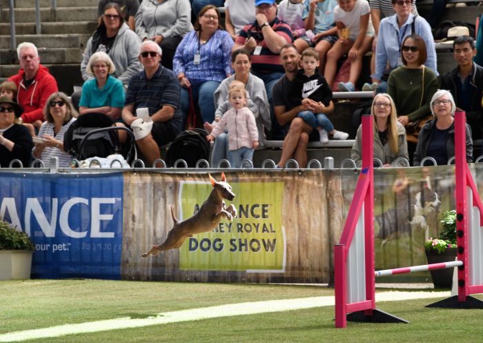 Dog show at Sydney Royal Easter Show