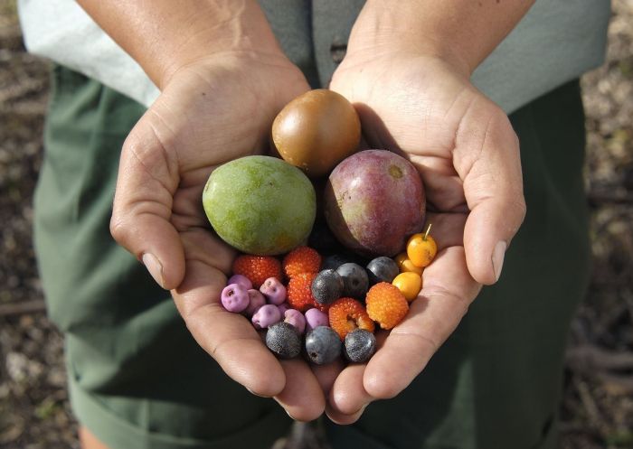 From Bush Tucker to Modern Plates: Unveiling the Ancient Wisdom of Aboriginal Cooking Techniques