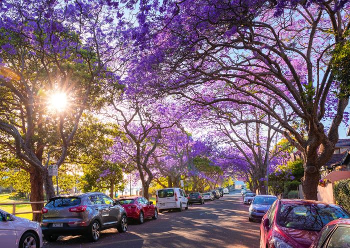 Jacaranda trees in McDougall Street, Kirribilli Jacaranda trees in full bloom along McDougall Street, Kirribilli