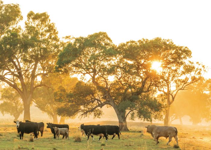 Scenic countryside in Cowra