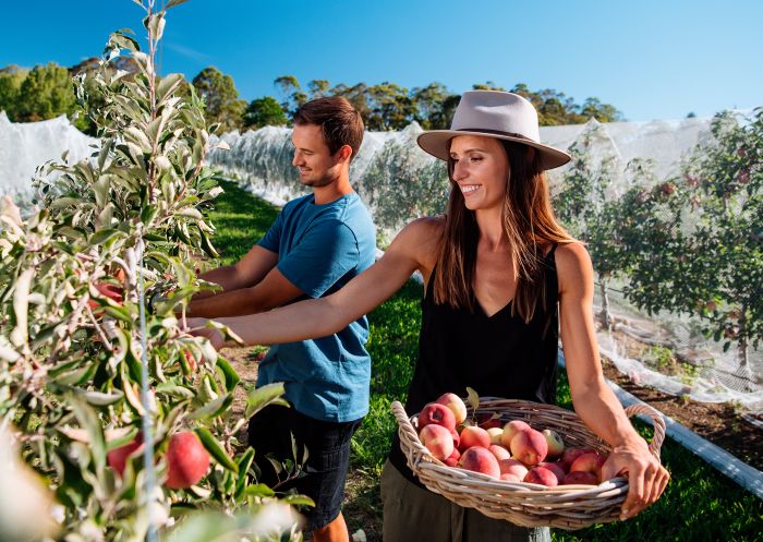 Couple enjoying a day of apple picking at Shields Orchard, Bilpin