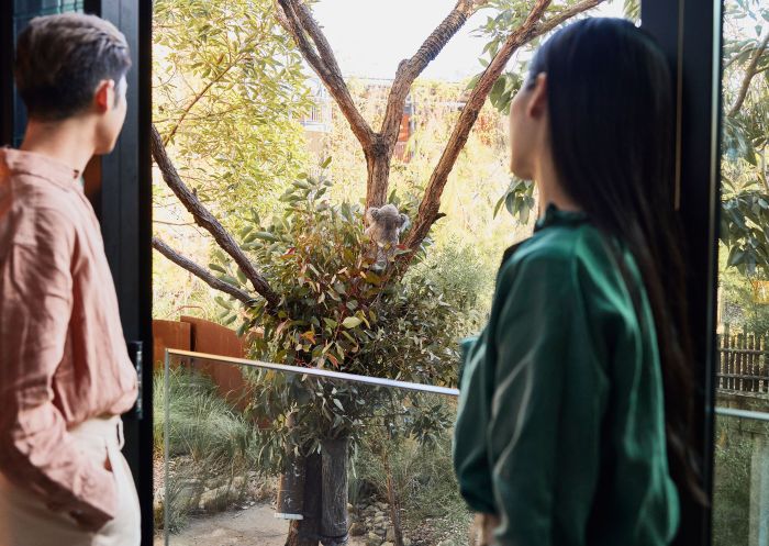 Couple overlooking a gum tree with koala at Wildlife Retreat at Taronga, Mosman