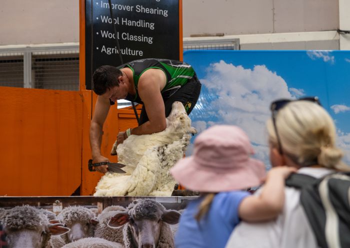 Shearer shearing sheep, Sydney Royal Easter Show, Sydney - Credit: Sydney Royal Easter Show