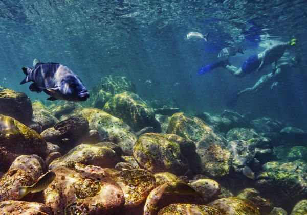 Groper swimming in Cabbage Tree Bay Aquatic Reserve, Manly with snorkellers nearby