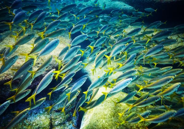 Yellowtail fish swimming in Cabbage Tree Bay Aquatic Reserve in Manly, Sydney North