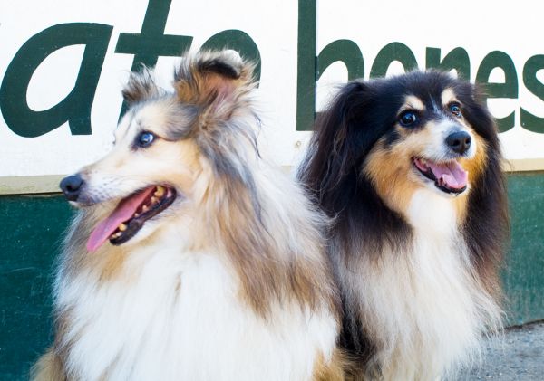 Dogs at Cafe Bones, Leichhardt