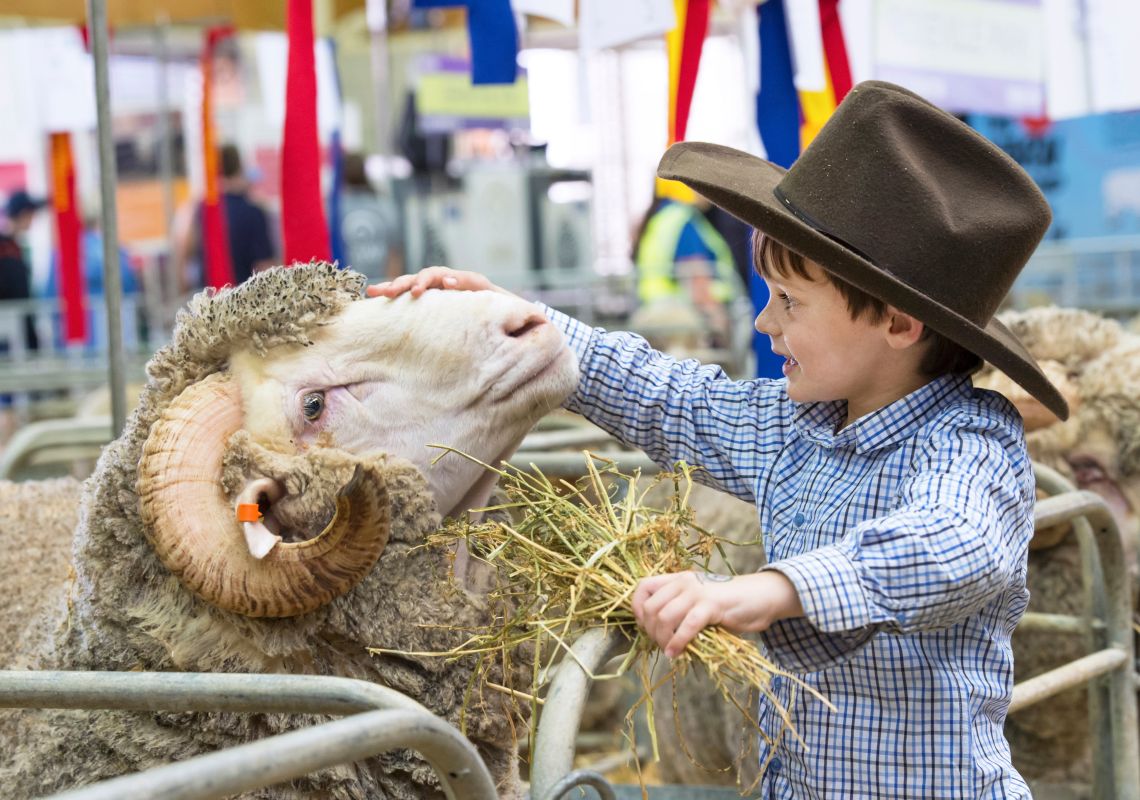 un băiat care mângâie un berbec la Sydney Royal Easter Show