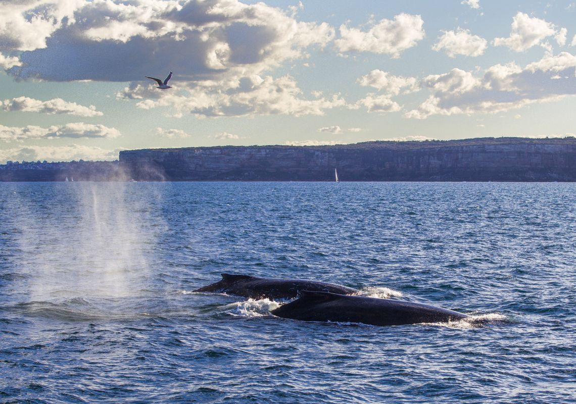 Whale Watching in Sydney | Official Sydney Tourism Website