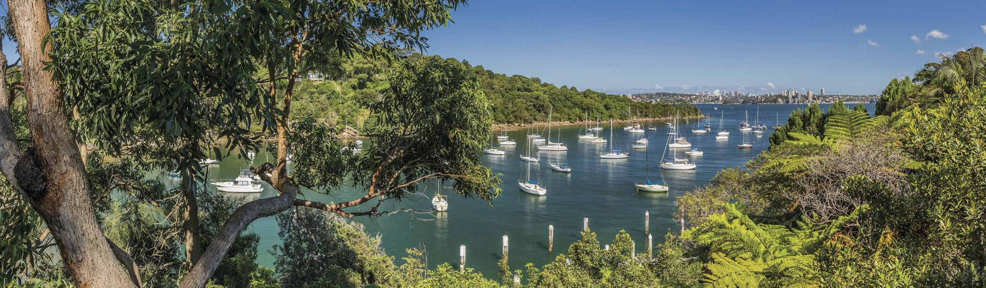 Sydney Harbour in Summer