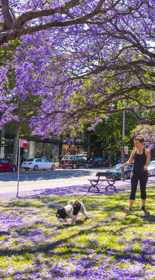 Jacarandas in bloom - Paddington