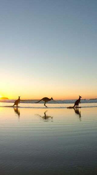 Kangaroos on Emerald Beach