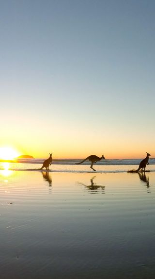 Kangaroos on Emerald Beach