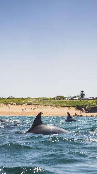 Dolphins at Avalon Beach, Northern Beaches