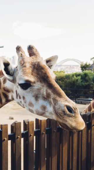 Taronga Zoo