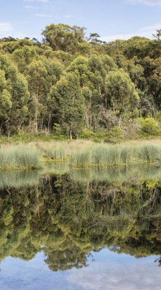 The scenic Thirlmere Lakes National Park, Thirlmere