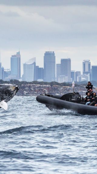 Whale watching with Manly Ocean Adventures