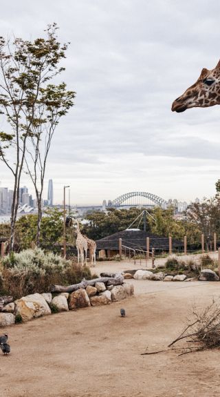 Taronga Zoo, Mosman