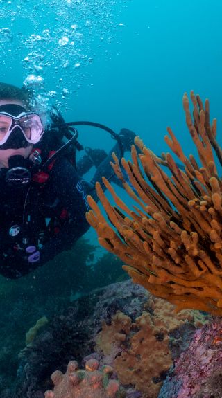 A scuba diver exploring coral reefs, Kurnell