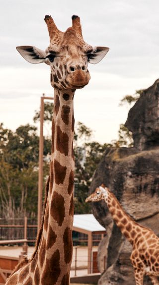 Taronga Zoo, Mosman