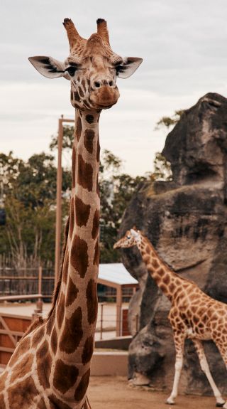 Taronga Zoo, Mosman