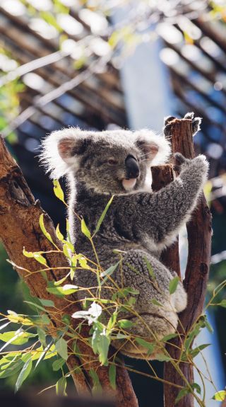 Taronga Zoo