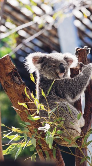 Taronga Zoo