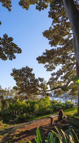 Harbour bridge view and lush green trees