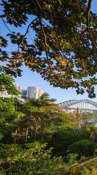 Harbour bridge view and lush green trees