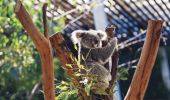 Cute Koala in Sydney's Taronga Zoo