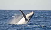 Spot a whale, Sydney Harbour