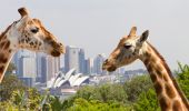 Giraffes at Taronga Zoo Sydney in Mosman, Sydney North