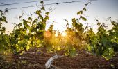 Vineyard at sunrise - Hunter Valley countryside