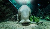 Dugong in SEA LIFE Sydney Aquarium