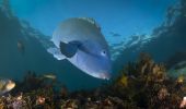 Eastern blue groper at Clovelly in Sydney East