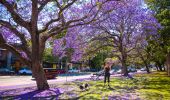 Jacarandas in Paddington