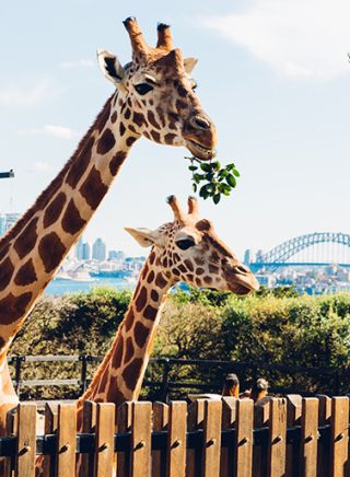 Sydney's Taronga Zoo, Mosman - Sydney North