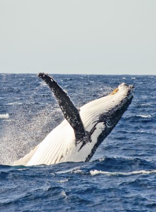 Spot a whale, Sydney Harbour